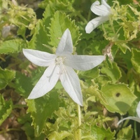 Campanula poscharskyana 'Silberregen'